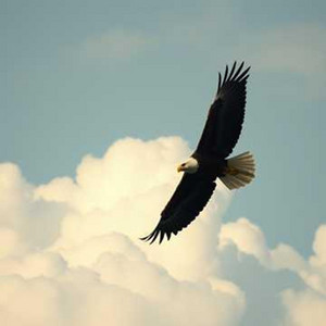 Rise Above the Storm
