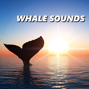 Whale Sounds Relaxation poster