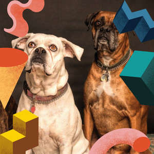 Feelings for Dog Relaxation album