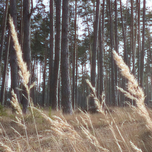 Mysterious Forest (extended version)