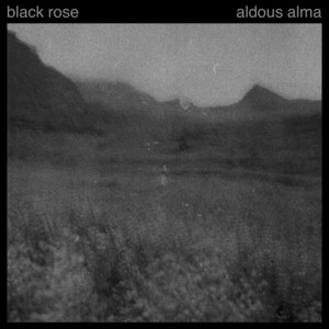 Black Rose by Aldous Alma