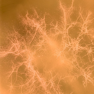 Synaptic Decoupling by Moods and Trips