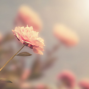 سورة المدثر by القارئ محمد طبش