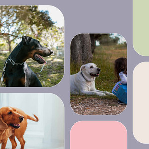 Music for Dogs Taking It Easy - Soulful Trumpet Solo album