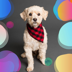 Music for Doggy Daycare - Chill Out Guitar album