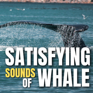 Whale Tail by Nova Jade, Jade Hart
