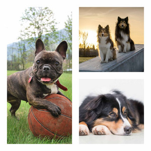 Outstanding Music for Cool Dog - Trumpet Solo album