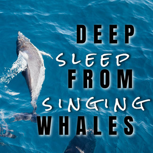 Deep sleep from singing Whales album