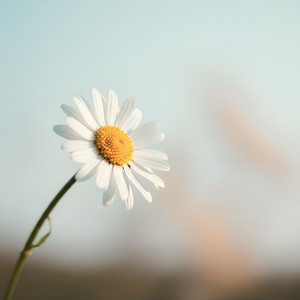I Don't Need You by Daisy Nova