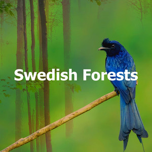 Swedish Forests album
