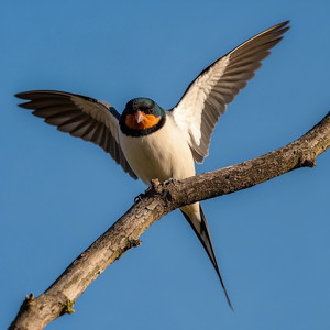 Listo para volar by victor manuel jaquez lantigua