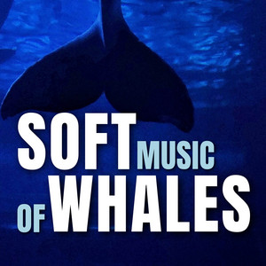 Soft Music of Whales album