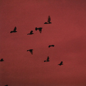 Cuckoo by ALCHA
