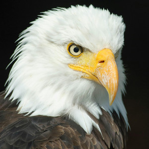 Dih - Eagle