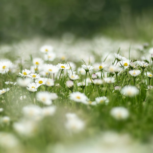 Cozy Forest Ambient - Brilliance