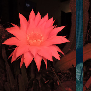 Flower down by Belgico