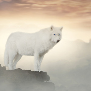 Wolves Howling in Wind