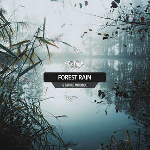 Forest Rain & Nature Ambiance album
