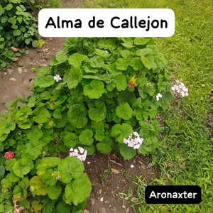 Alma de Callejon by Aronaxter