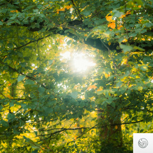 Surrounded by Stillness by Santosha Collective