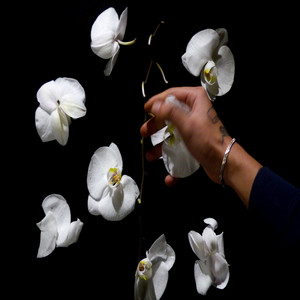 Orchidee by 6eyno