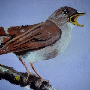 RhyBoy - House of Birds