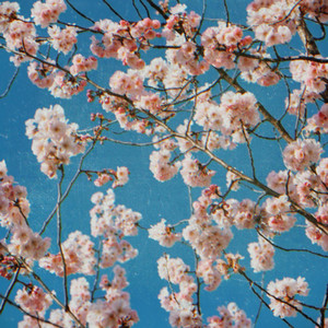 birds and bees by Kayou.