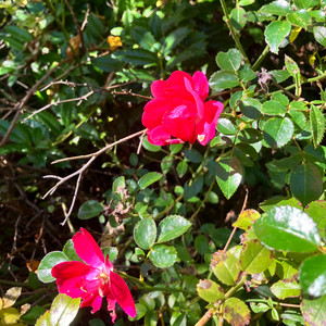 Red Roses
