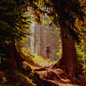 Stand in the forest