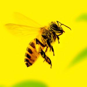 Portada de Bumblebee