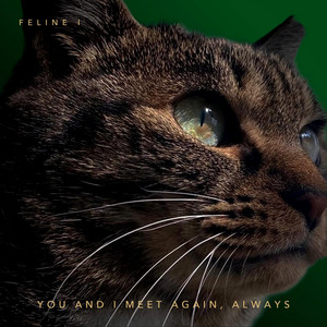 You and I meet again, Always (Feline I) by BukhansanRheejunghoon