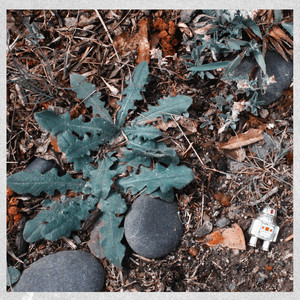 idlewild by Linear North