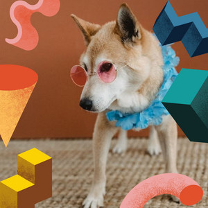 Incredible Trio Jazz - Bgm for Awake Dogs album