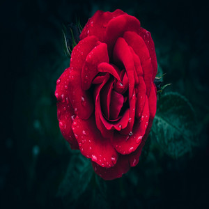 Anda Sola by Rumbled