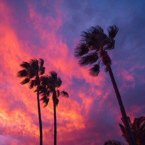 Swaying Palms by Martin Chmod, nandooxz