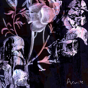 Aconite by Sam Gracie
