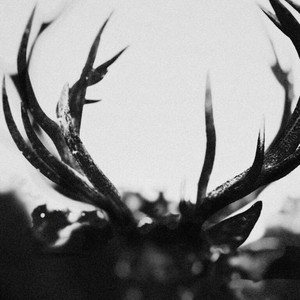 A TASTE OF THE AMBROSIA by Ihsahn
