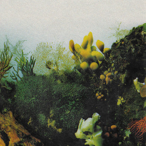 wowflower - marve