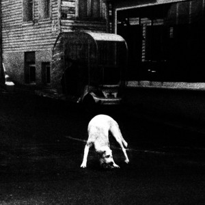 Zincirini Kopartan Köpek by Kayra, Dogfenn