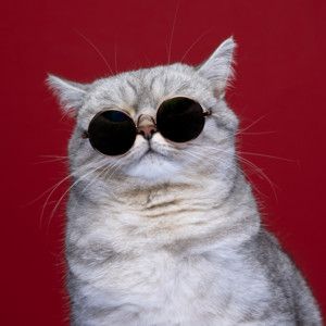 Leonardo Travensoli - Cat Laugh