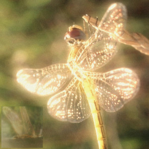 dragonfly by Blu Velvet