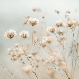 Soft Days