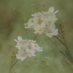 in bloom by treehouse echoes