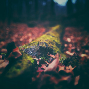 A Breathing Forest by Outerlab