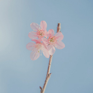 Rosy by NCTN ESTUDIO