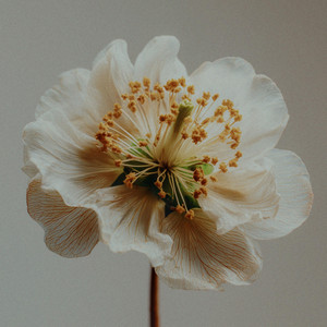 Ambrosia by Hanysz