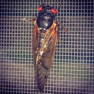 Cicadas