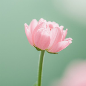 junaesa manaz - Rise Like a Miracle