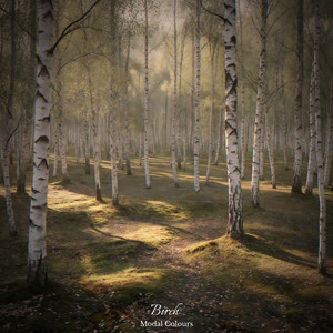 Birch by Modal Colours