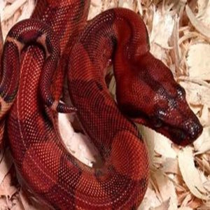 Boa by Jugnino